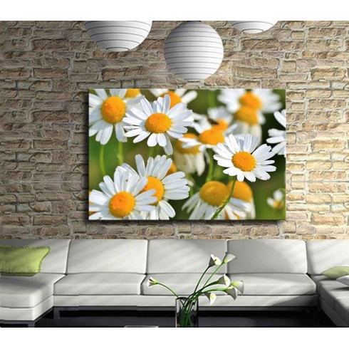 Neşe Veren Çiçekler Papatyalar Kanvas Tablo