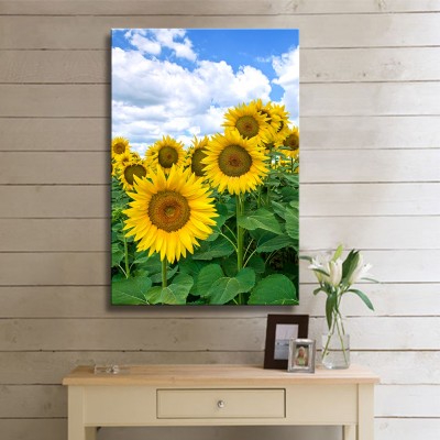 Ayçiçeğinin Güzelliği Kanvas Tablo