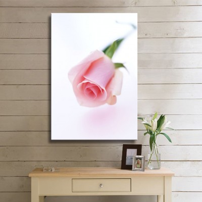 Şeker Pembe Gül Goncası Kanvas Tablo